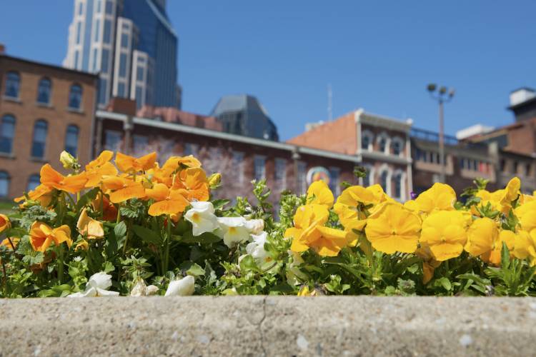 close up of flowers with downtown Nashville in background