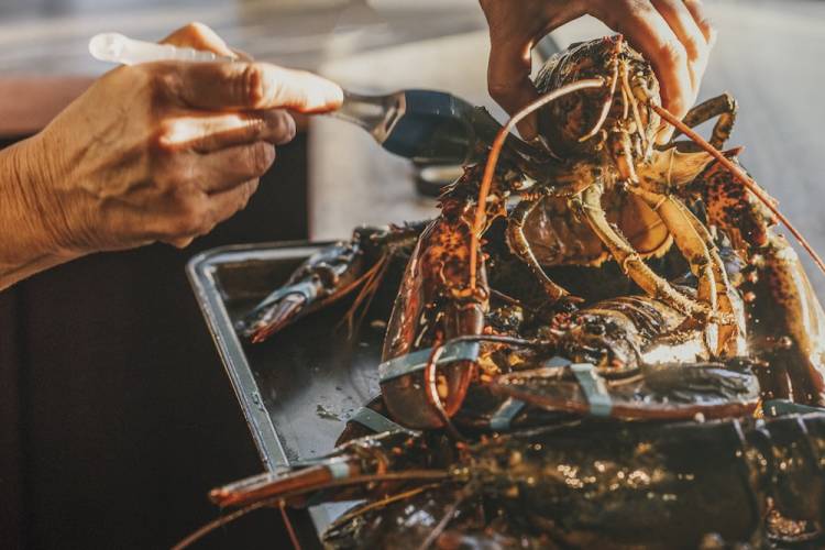 lobster getting prepared for cooking