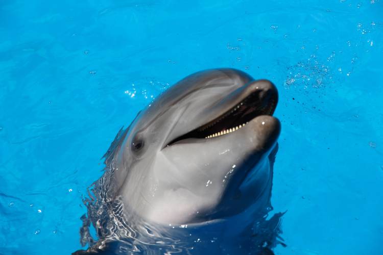 A dolphin looks out of the water