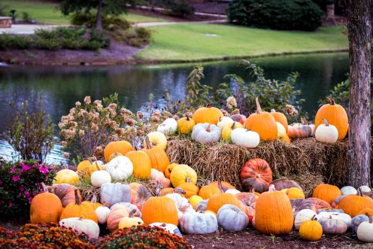 pumpkin display at a scenic garden by a pond