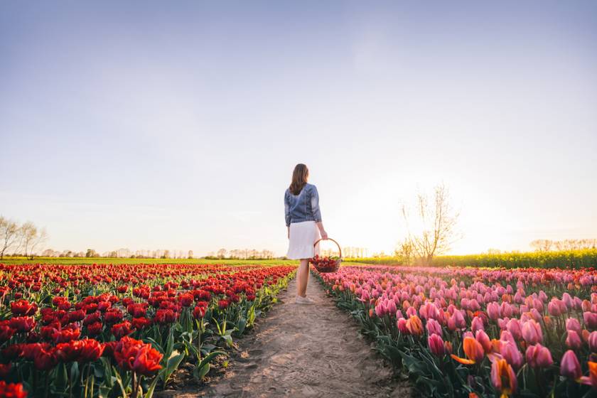 woman standing in tulip field holding a basket